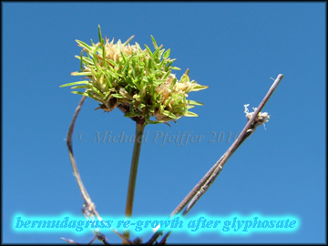 Glyphosate bermudagras