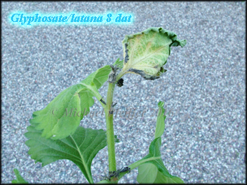 Glyphosate lantana