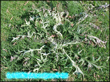2,4-D/Thistle