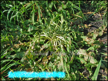 2,4-D/Curly Dock