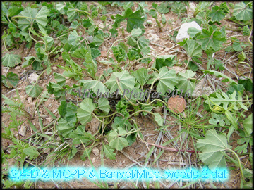 Blend/Misc. Weeds