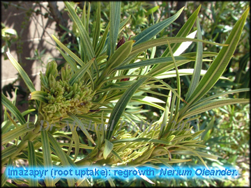 imazapyr - Nerium oleander