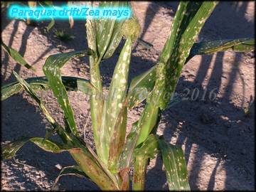paraquat