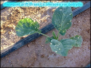 paraquatrmudagrass