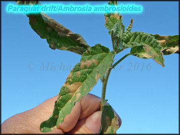 paraquat