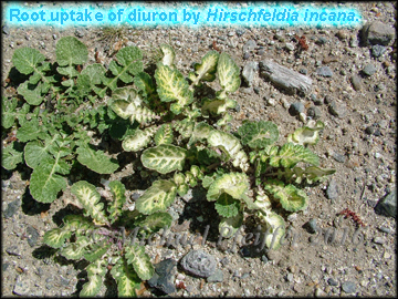 Diuron - Small Pod Mustard