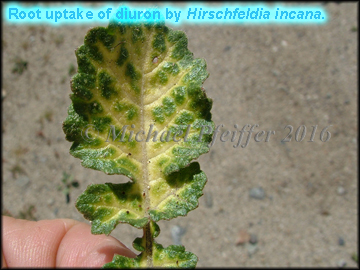 Diuron - Small Pod Mustard