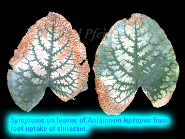Simazine - Antigonon sp.