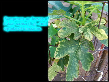 Simazine - Fig