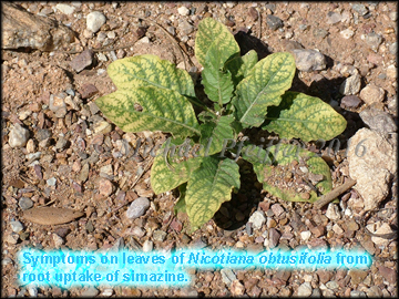 Simazine - Nicotiana sp.
