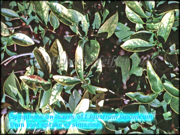 Simazine - Ligustrum sp.