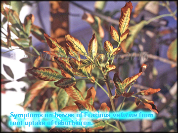 tebuthiuron - Fraxinus sp.