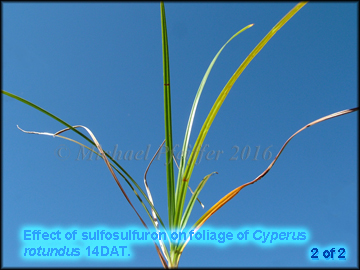 Sulfosulfuron on Purple Nutsedge