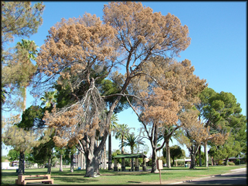 Affected Trees