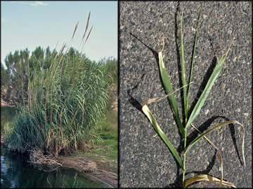 Plants, foliage