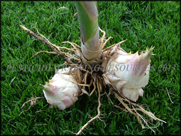 Foliage, Rhizomes