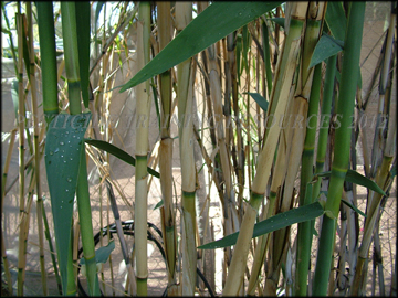 Stems