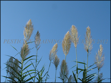 Inflorescense