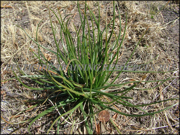 Seedlings