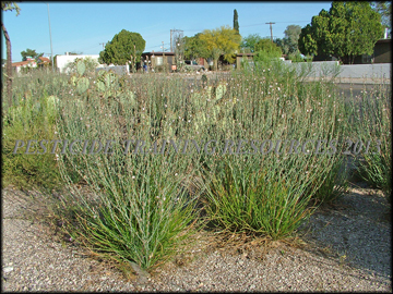 Young Plant