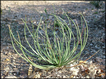 Young Plant