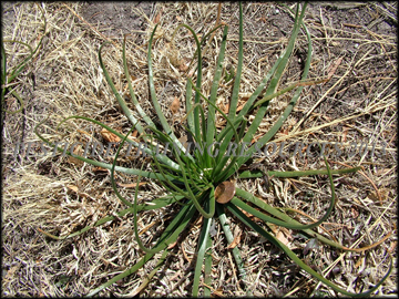 Young Plant