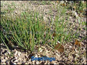 Seedlings