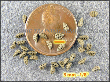 Seed