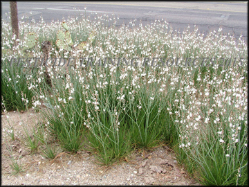 Flowering Plants