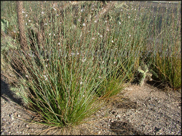 Flowering Plant