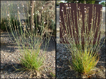 Plants