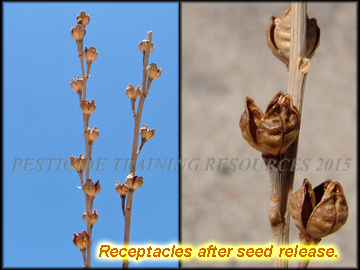 Rectacles
