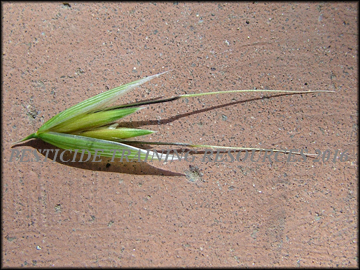 Spikelet