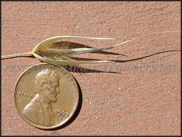 Seed
