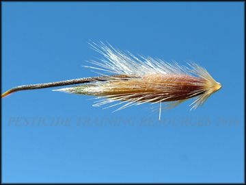 Seed