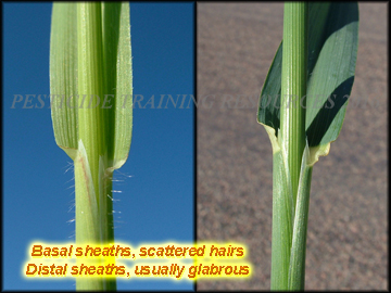 Sheath