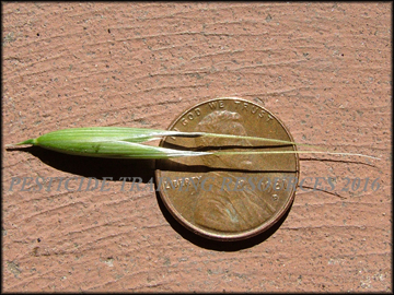 Spikelet