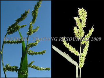 Seed heads