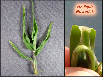 Foliage, no ligule, no auricle