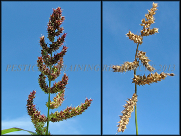 Seed heads