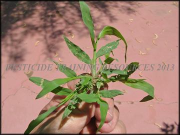 Small Plant