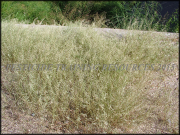 Mature Plant