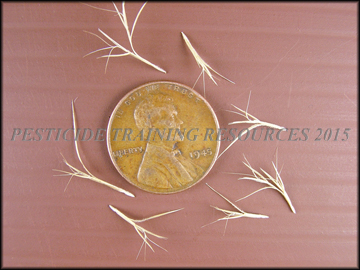 Seed