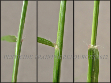 Sheath, Ligule