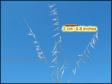 Inflorescence