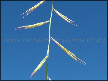 Rachis, Spikelets