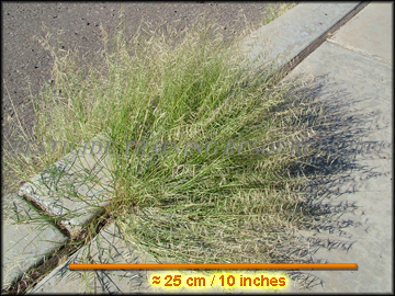 Plant, Habitat