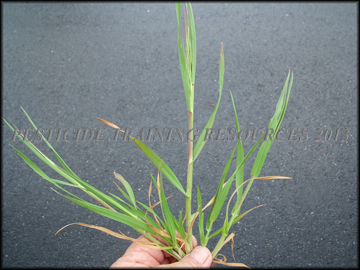 Foliage