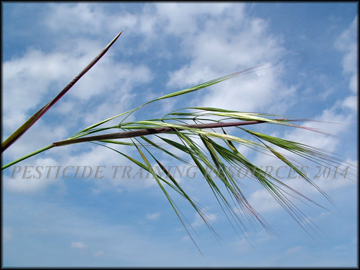 Inflorescense