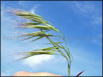 Inflorescense